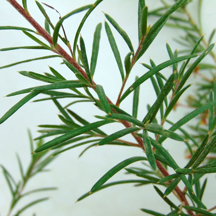 Grevillea rosmarinifolia Rosa Jenkinsii - Rosmarin-Silbereiche (Foliage)
