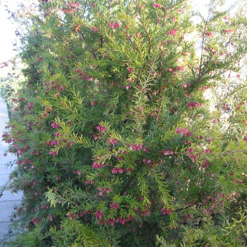Grevillea rosmarinifolia Rosa Jenkinsii - Rosmarin-Silbereiche (Plant habit)