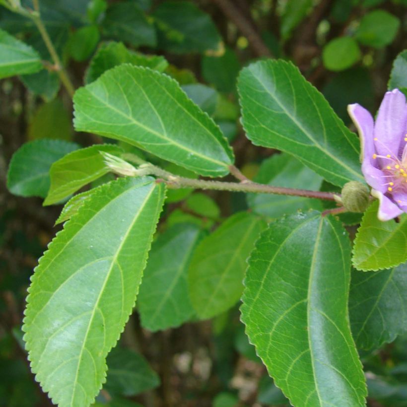Grewia occidentalis - Lavendel-Sternblüte (Foliage)