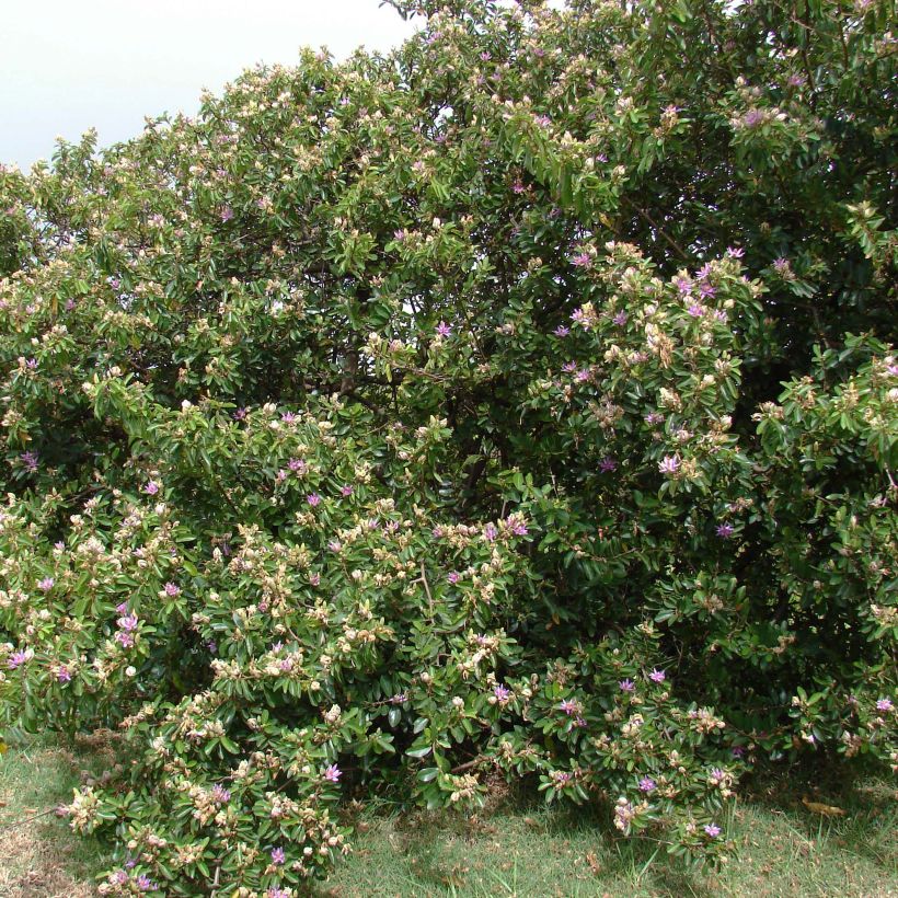 Grewia occidentalis - Lavendel-Sternblüte (Plant habit)