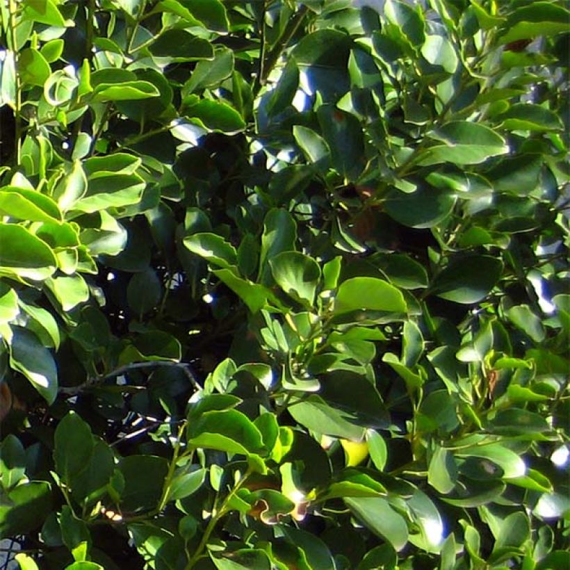 Griseline - Griselinia littoralis (Foliage)