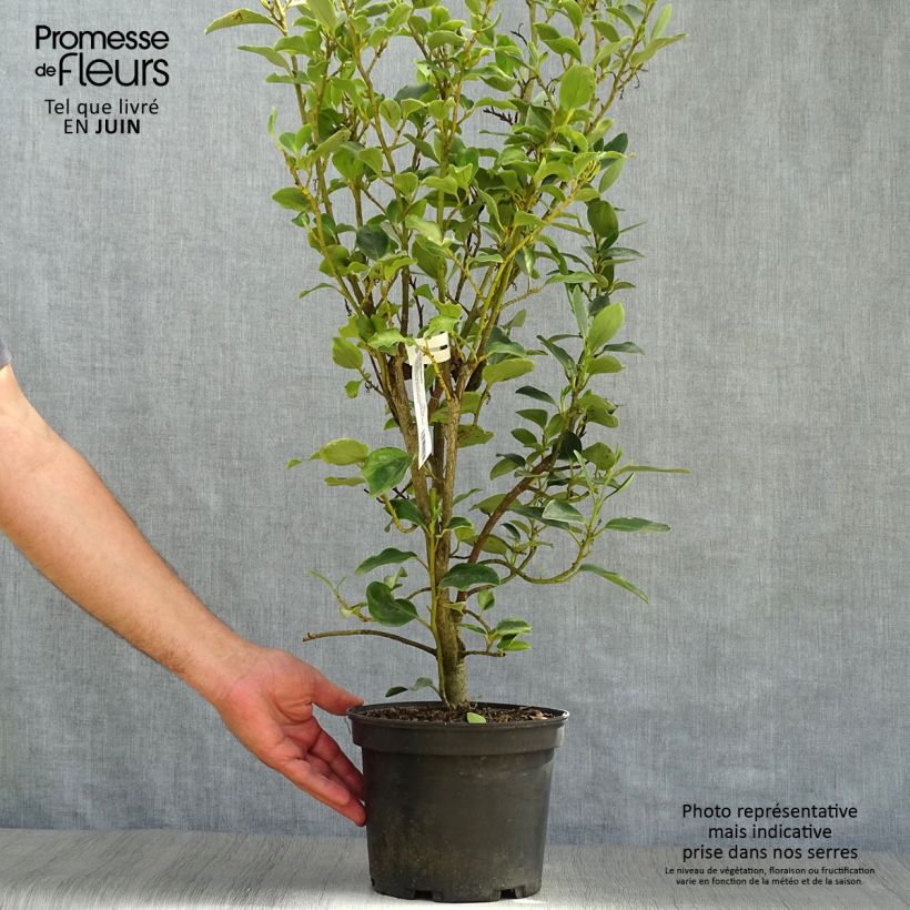 Example of Griseline Bantry Bay - Griselinia littoralis Topf mit 3L/4L as you get in ete