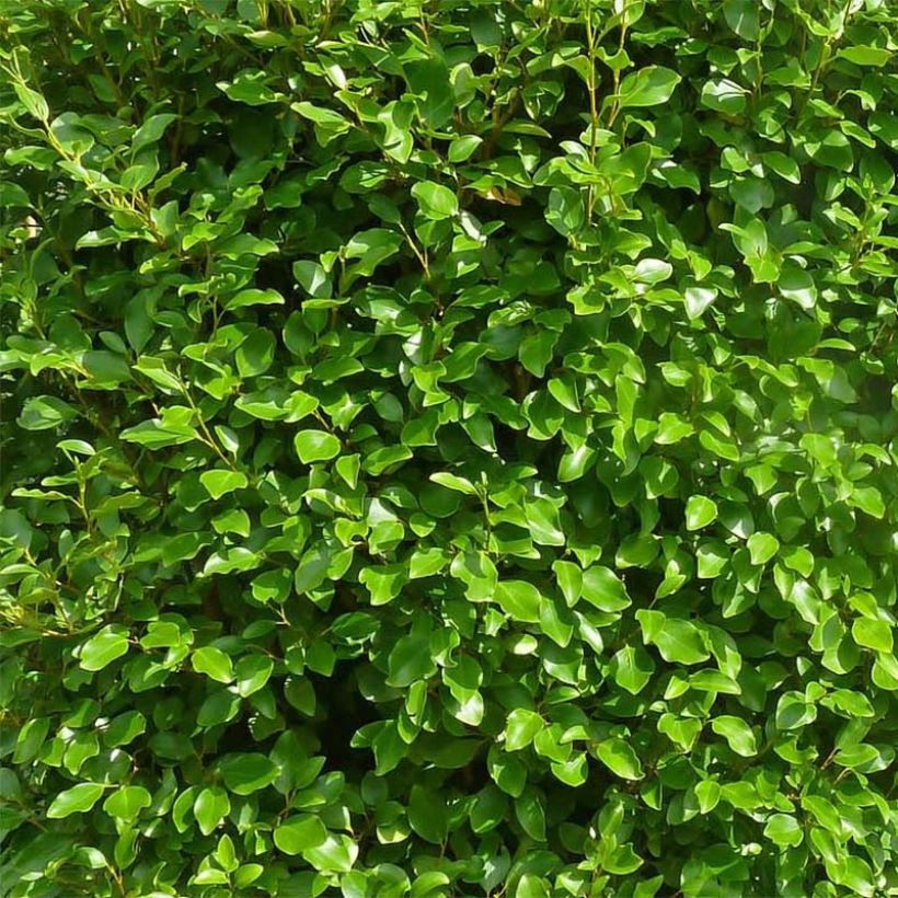 Griseline Green Horizon - Griselinia littoralis (Foliage)