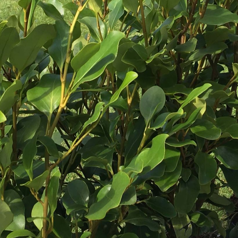 Griseline Redge - Griselinia littoralis (Foliage)