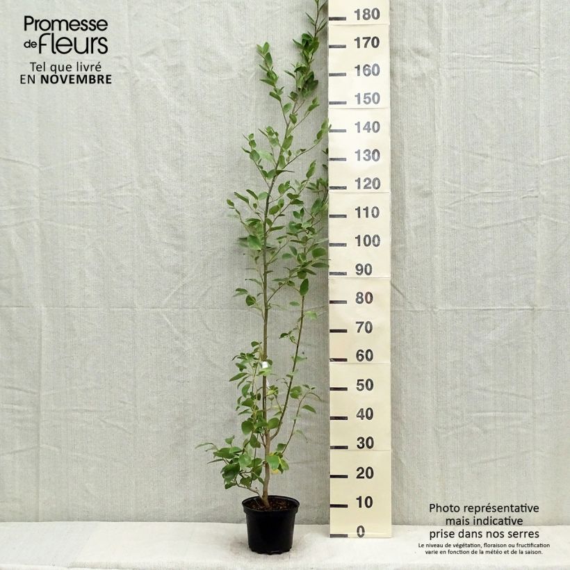 Example of Griseline - Griselinia littoralis Topf mit 2L/3L as you get in automne