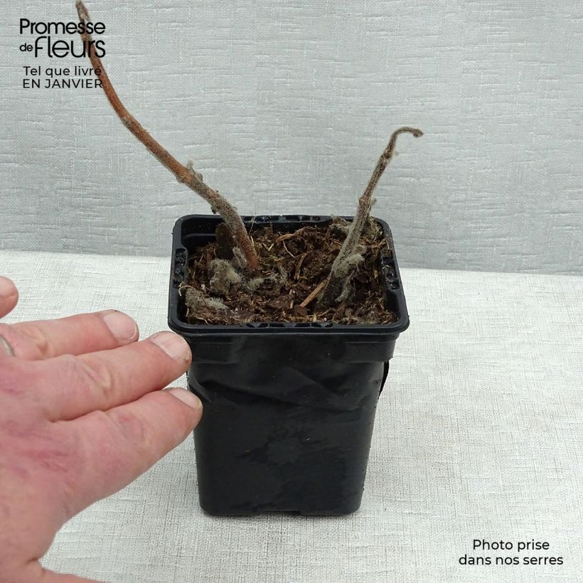 Exemplar von Mexikanischer Oregano - Plectranthus amboinicus Kleine Töpfe von 8/9 cm wie im Winter geliefert