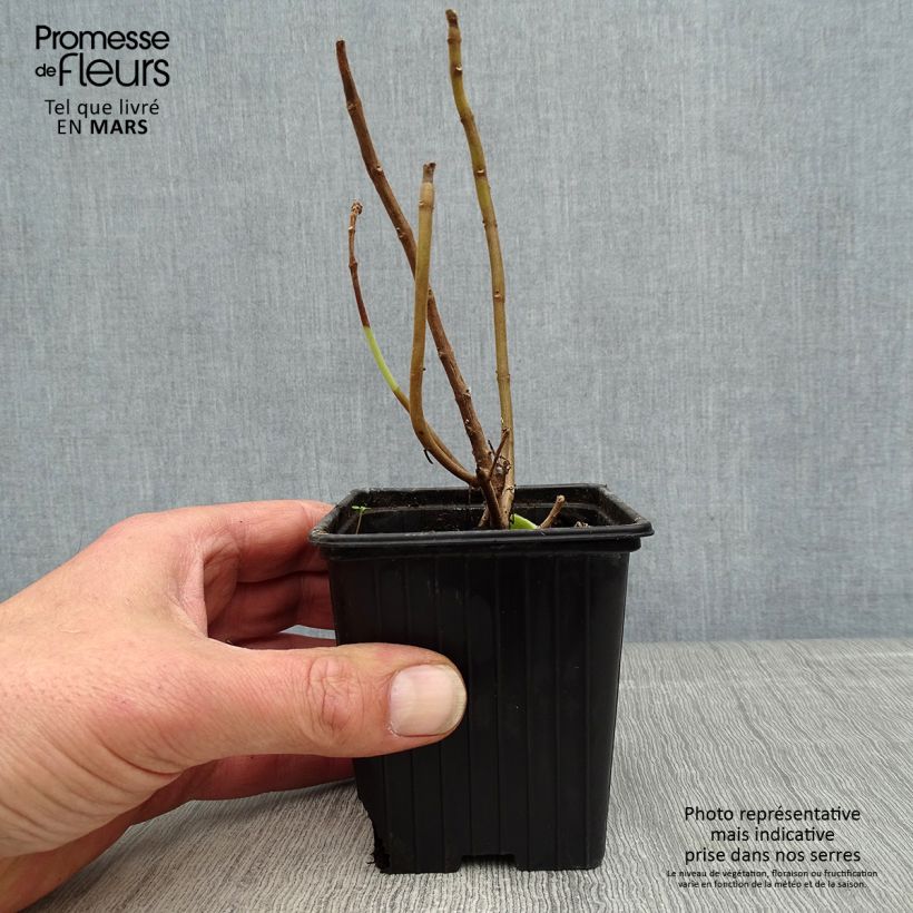 Exemplar von Mexikanischer Oregano - Plectranthus amboinicus Kleine Töpfe von 8/9 cm wie im Frühjahr geliefert