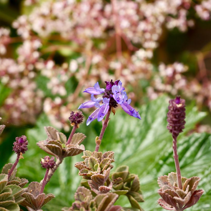 Mexikanischer Oregano - Plectranthus amboinicus (Flowering)