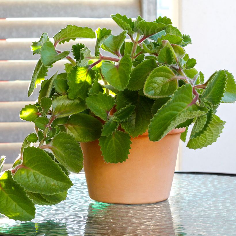 Mexikanischer Oregano - Plectranthus amboinicus (Plant habit)
