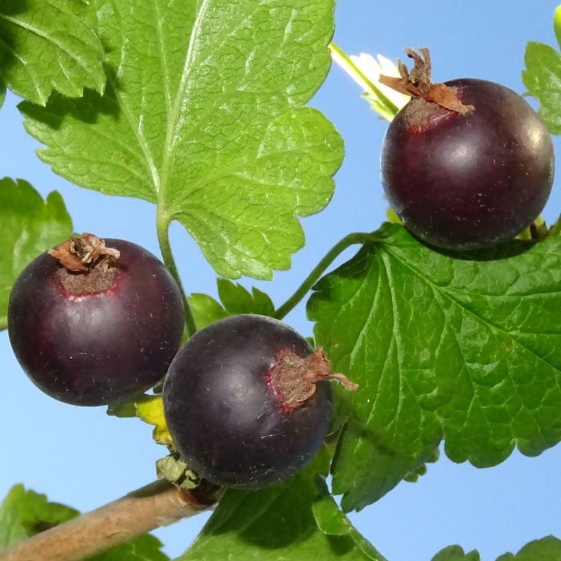 Jostabeere Jostaberry (Harvest)