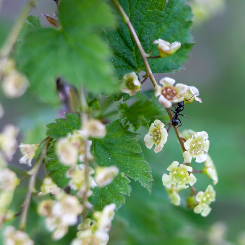 Rote Johannisbeere Jonkheer van Tets - Ribes rubrum (Flowering)