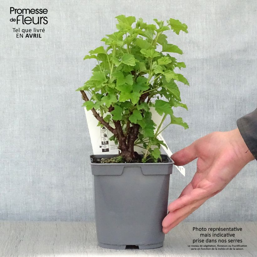 Exemplar von Rote Johannisbeere Red Lake Améliorée Topf mit 2L/3L, Strauch wie im Frühjahr geliefert