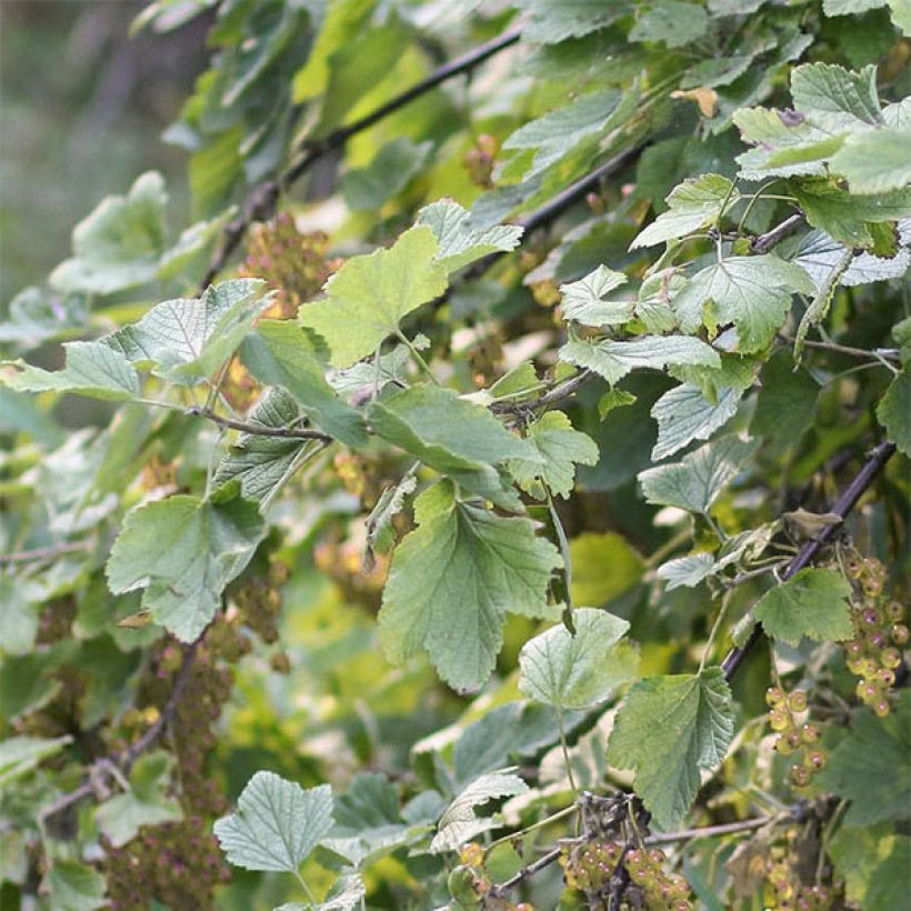 Rote Johannisbeere Hollande blanche (Foliage)