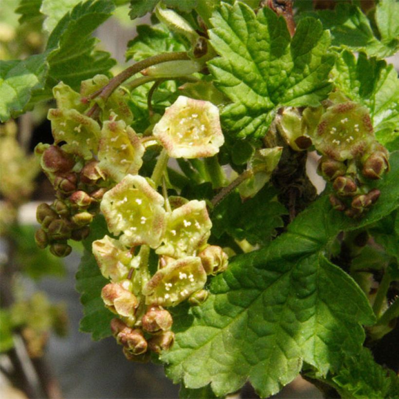 Rote Johannisbeere Hollande blanche (Flowering)