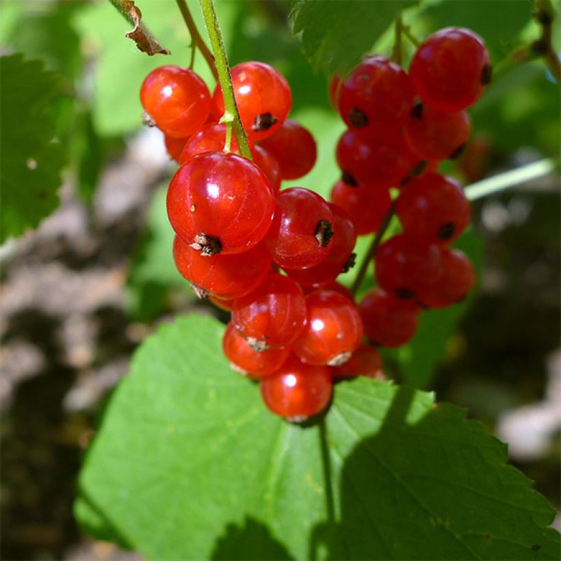 Rote Johannisbeere Jonkheer van Tets (Harvest)