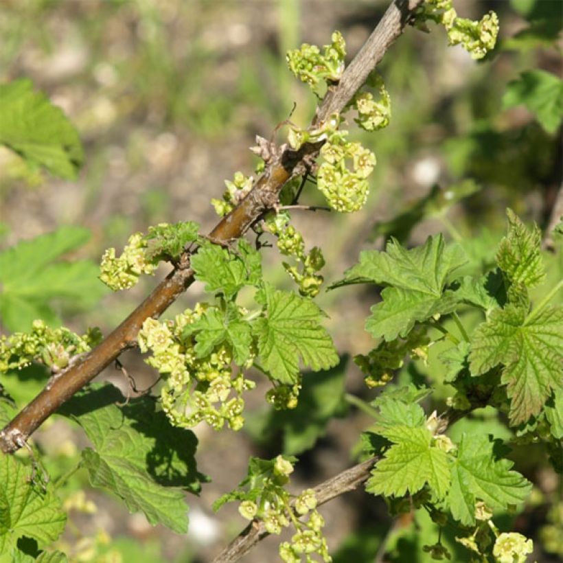 Rote Johannisbeere London Market (Flowering)