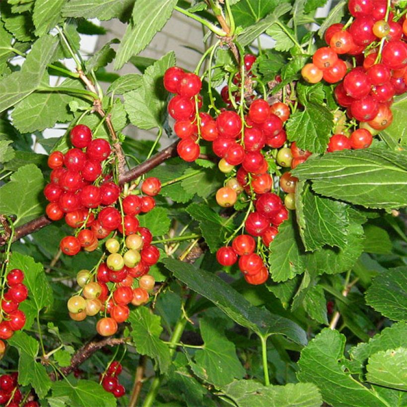 Rote Johannisbeere London Market (Harvest)