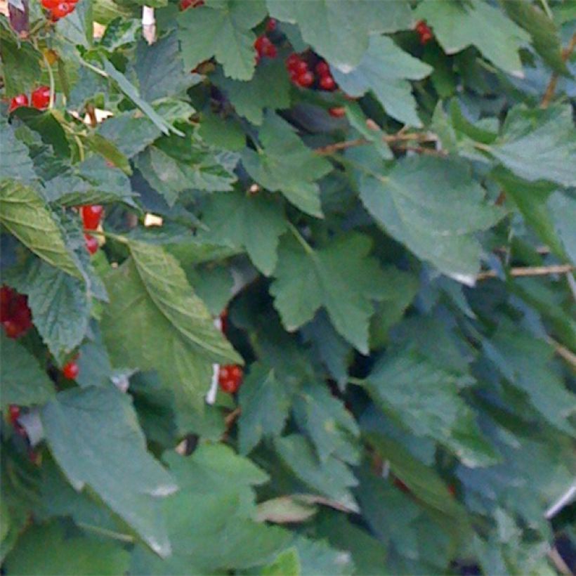 Rote Johannisbeere Rovada (Foliage)