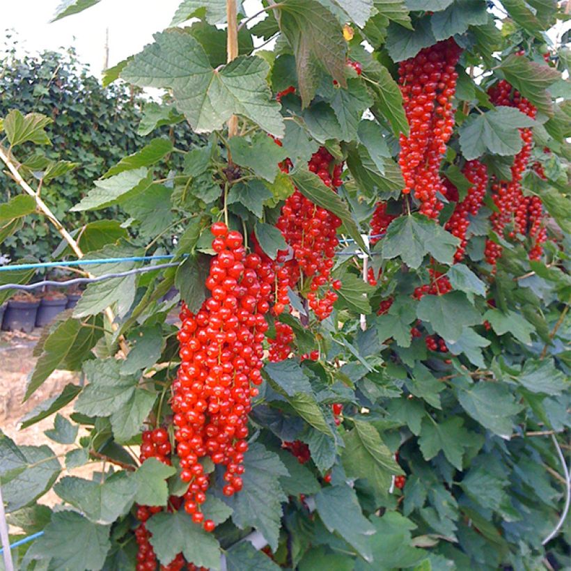 Rote Johannisbeere Rovada (Plant habit)