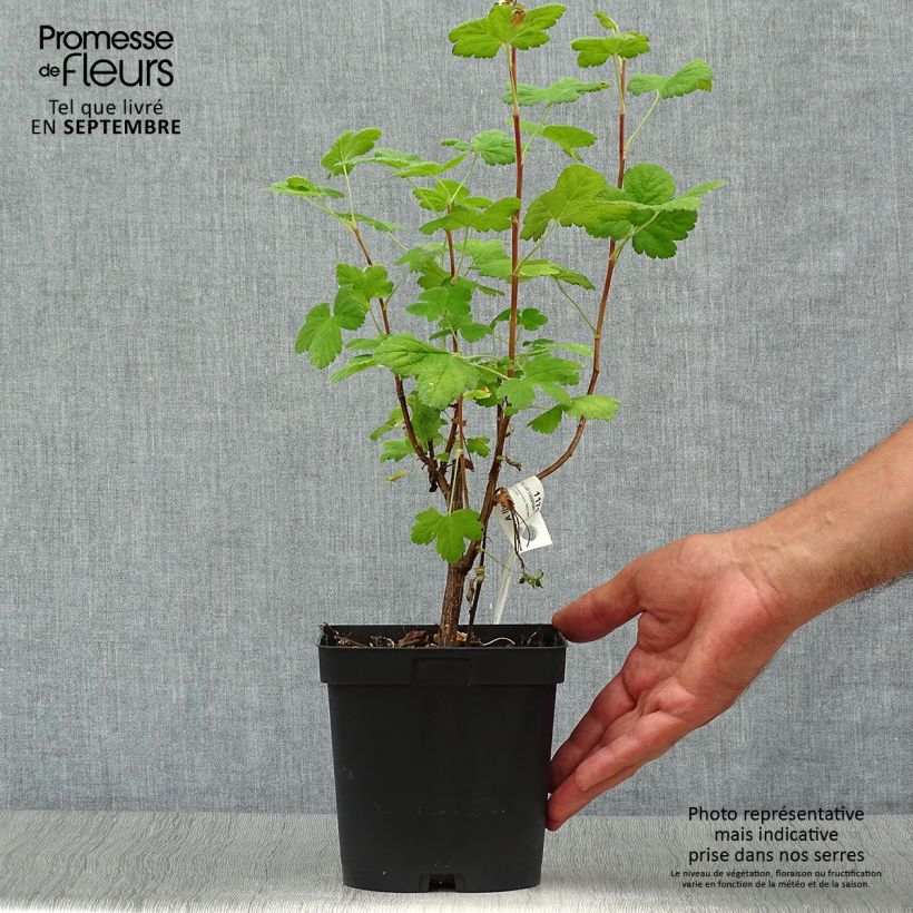 Example of Blut-Johannisbeere Red Bross - Ribes sanguineum Topf mit 2L/3L as you get in automne