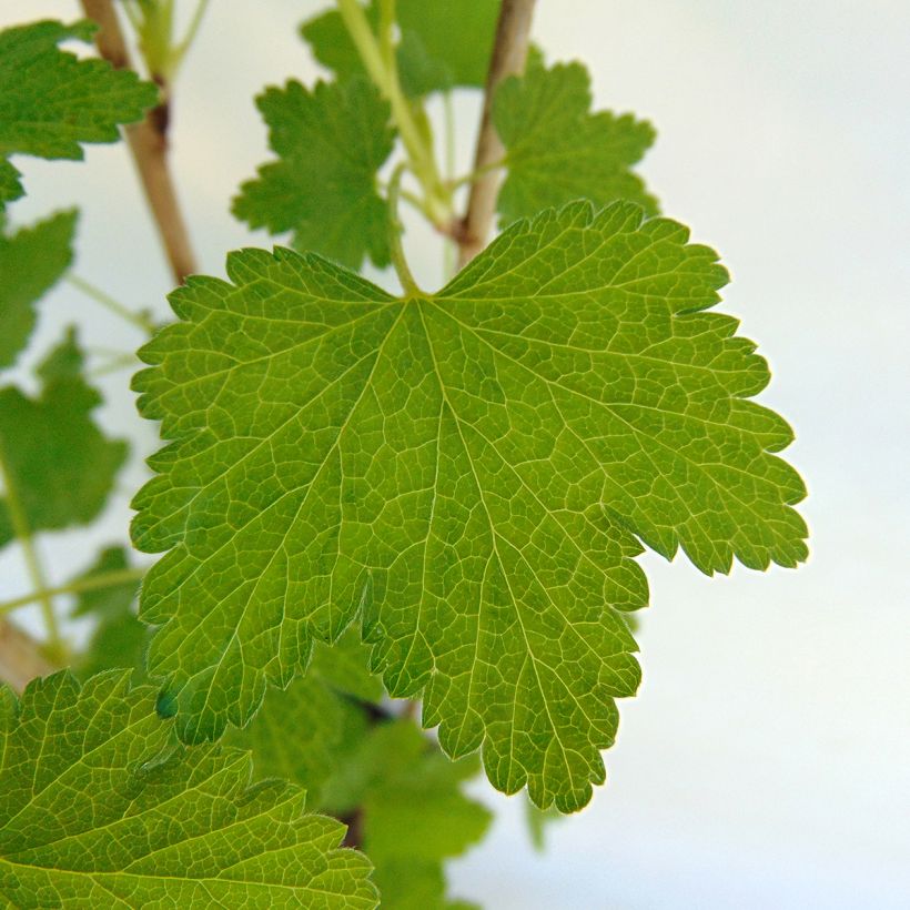 Rote Johannisbeere Gloire des Sablons (Foliage)