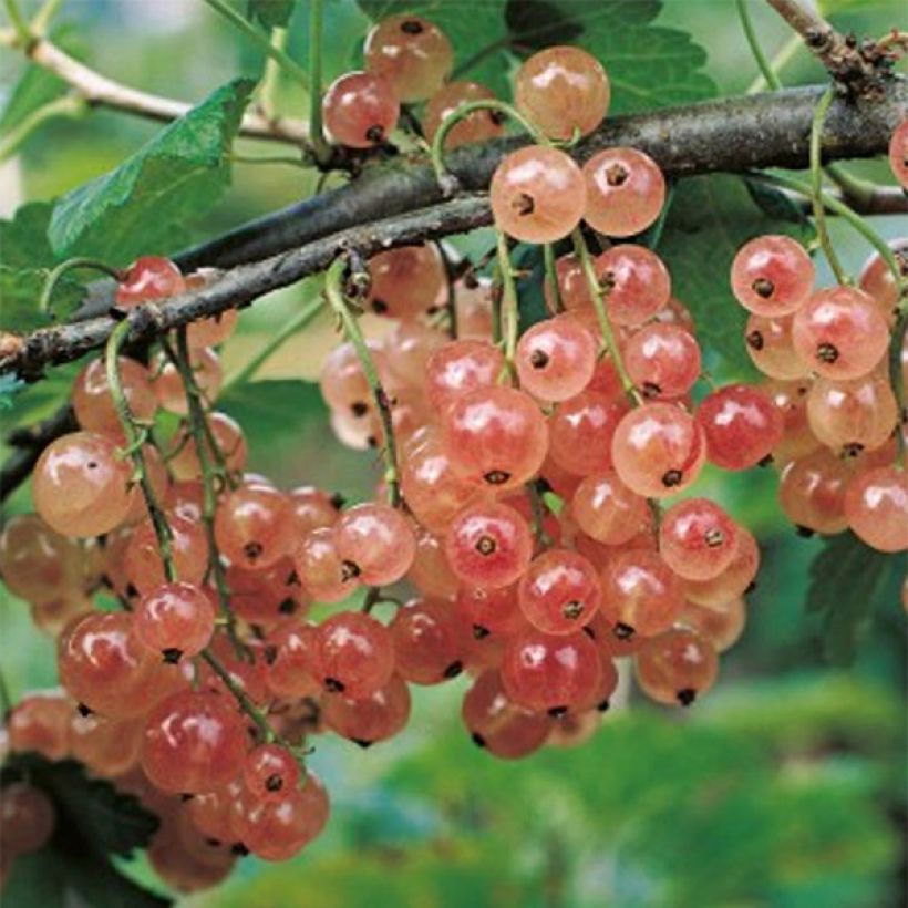 Rote Johannisbeere Gloire des Sablons (Harvest)