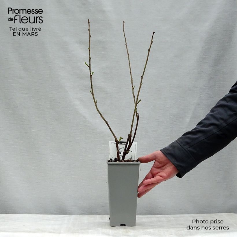 Exemplar von Rote Johannisbeere Hollande blanche Topf mit 1,5L/2L, Strauch wie im Frühjahr geliefert