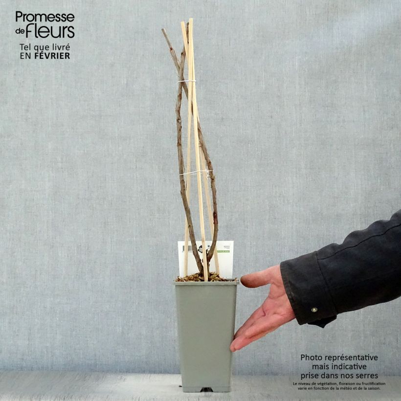 Exemplar von Rote Johannisbeere Hollande blanche Topf mit 1,5L/2L, Strauch wie im Winter geliefert