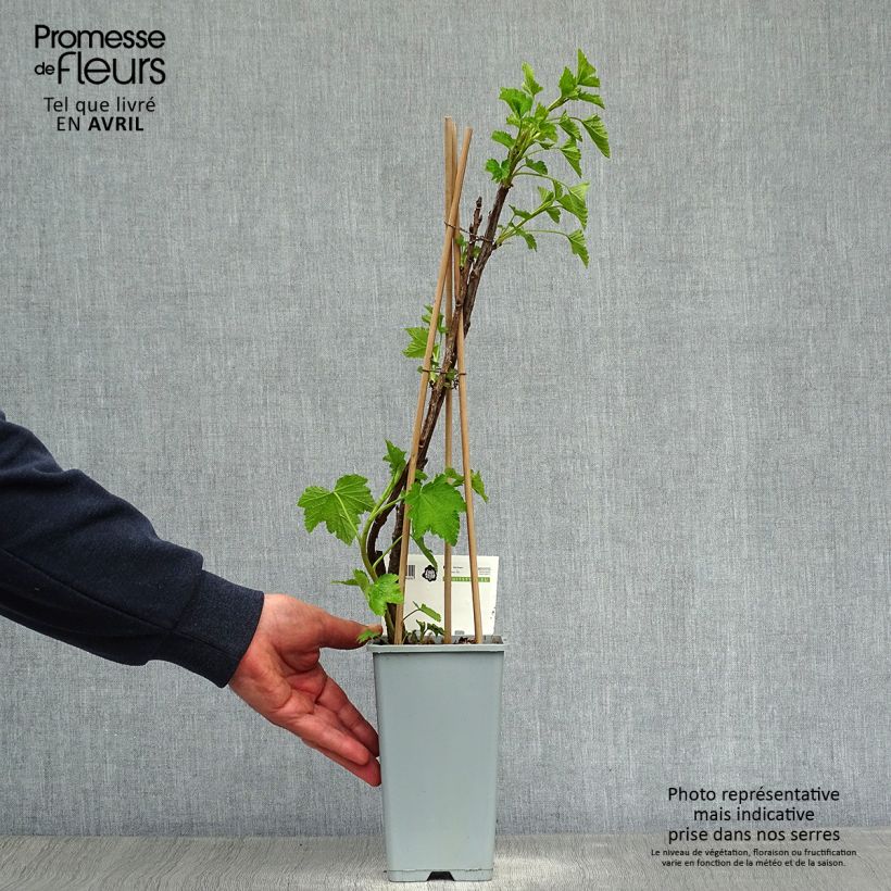 Exemplar von Rote Johannisbeere Jonkheer van Tets Topf mit 1,5L/2L, Strauch wie im Frühjahr geliefert