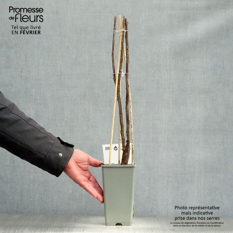 Exemplar von Rote Johannisbeere Jonkheer van Tets Topf mit 1,5L/2L, Strauch wie im Winter geliefert