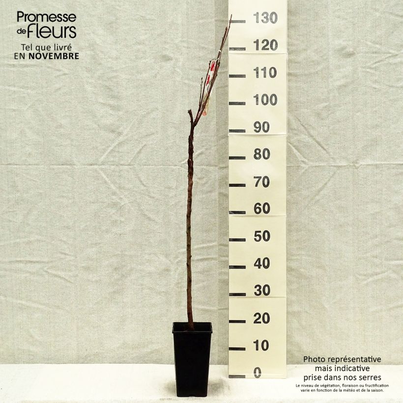 Example of Rote Johannisbeere Jonkheer van Tets Topf mit 1,5L/2L as you get in automne