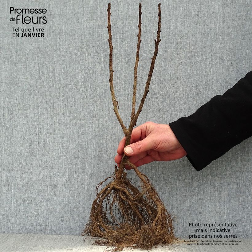 Example of Rote Johannisbeere Junifer Wurzelnackt, Strauch as you get in hiver