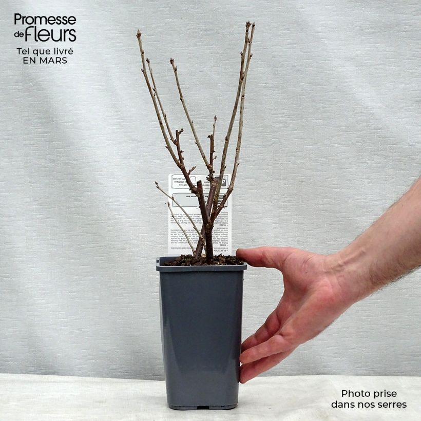 Exemplar von Rote Johannisbeere London Market Bio Topf mit 1,5L/2L, Strauch wie im Winter geliefert