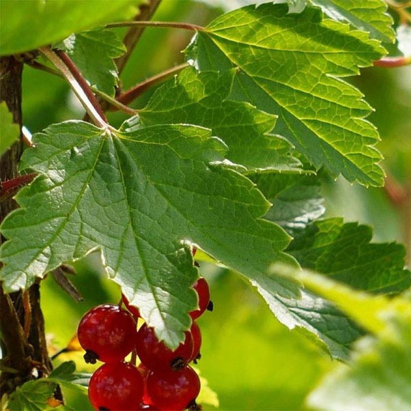 Rote Johannisbeere London Market Bio (Foliage)