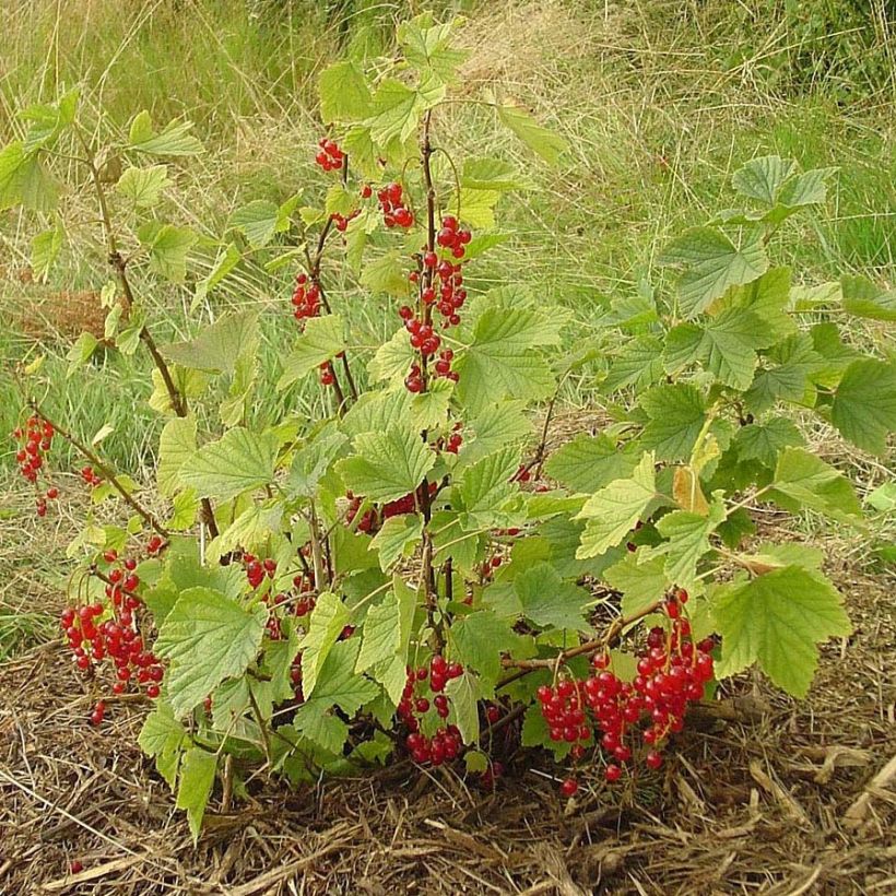 Rote Johannisbeere London Market Bio (Plant habit)
