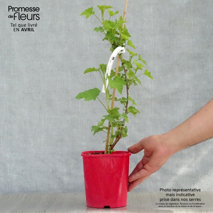 Exemplar von Rote Johannisbeere London Market Topf mit 1,5L/2L wie im Frühjahr geliefert