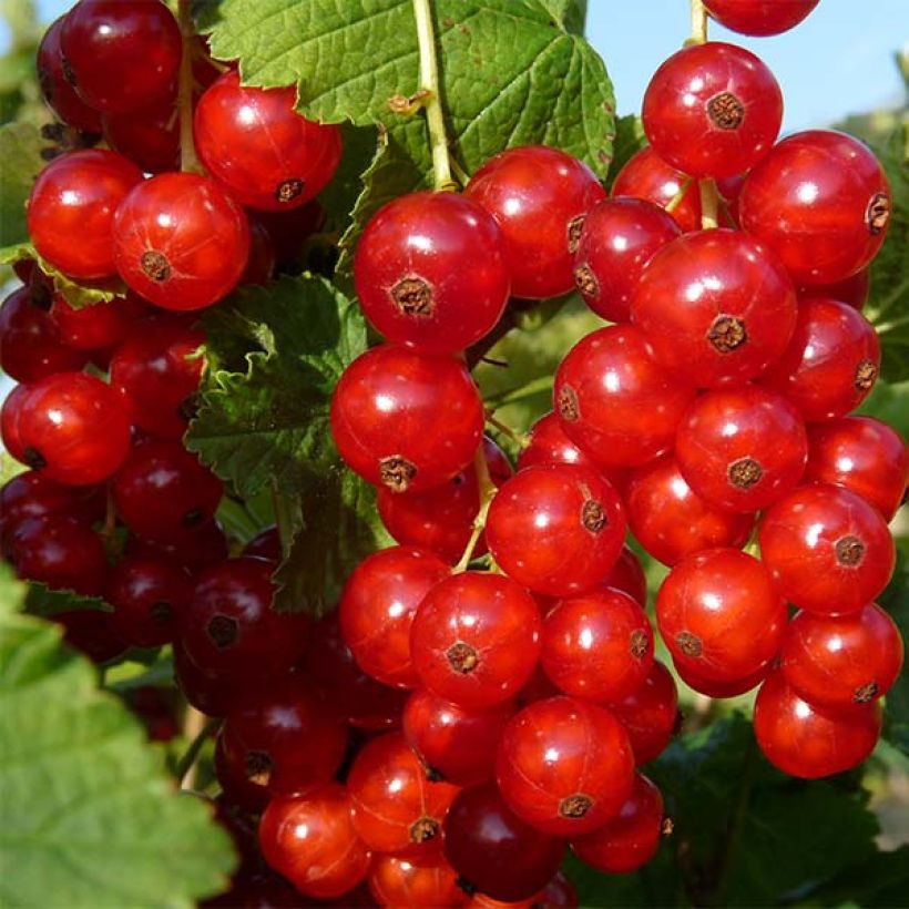 Rote Johannisbeere Rolan (Harvest)