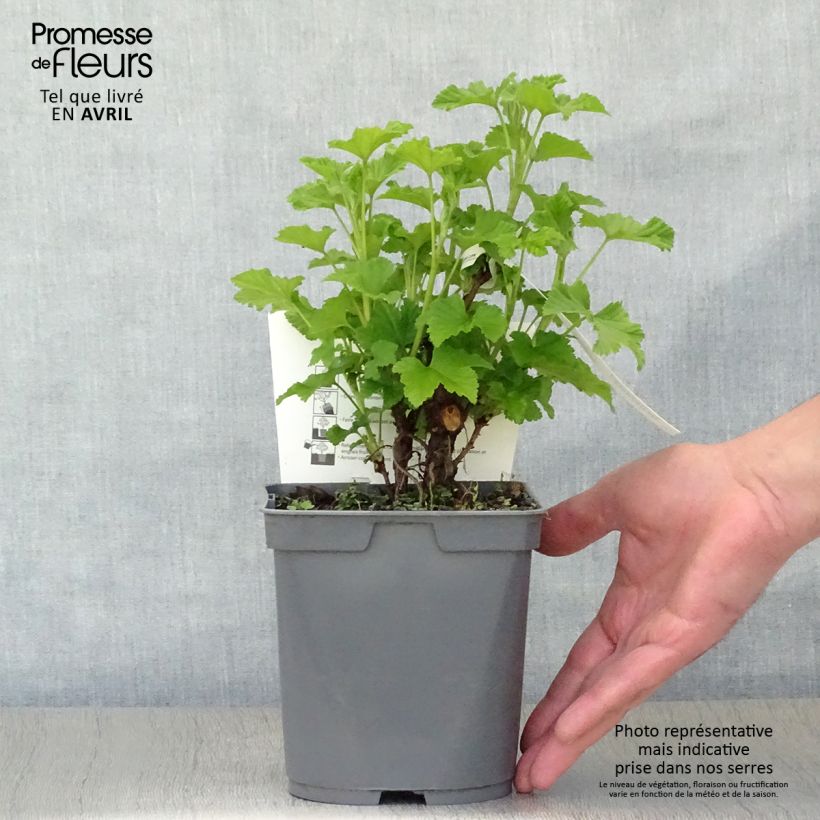 Exemplar von Rote Johannisbeere Rovada Topf mit 1,5L/2L, Strauch wie im Frühjahr geliefert