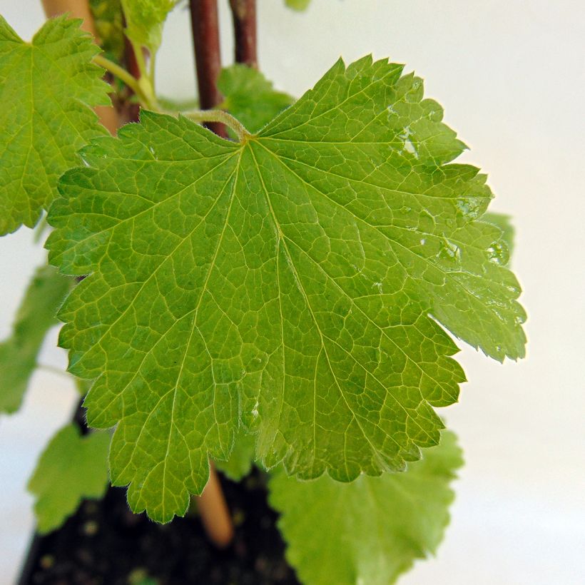 Rote Johannisbeere Versailles Blanche (Foliage)