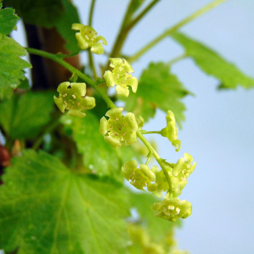 Rote Johannisbeere Versailles Blanche (Flowering)