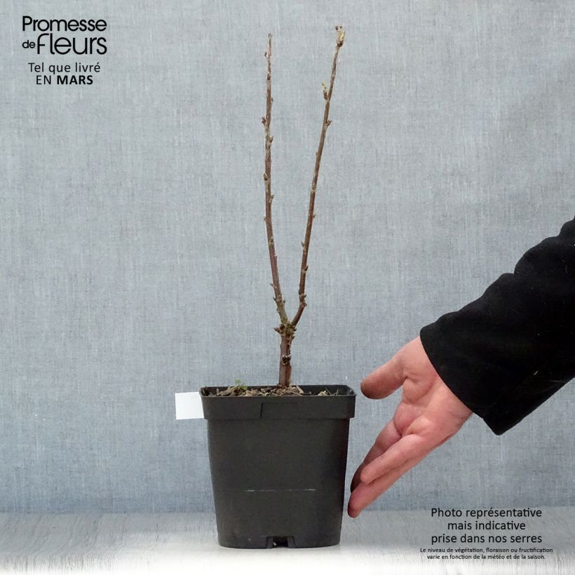 Exemplar von Rote Johannisbeere Versailles Blanche Topf mit 2L/3L wie im Frühjahr geliefert