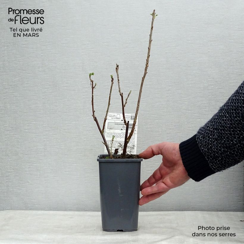 Exemplar von Weiße Johannisbeere Blanka Bio Topf mit 1,5L/2L, Strauch wie im Winter geliefert