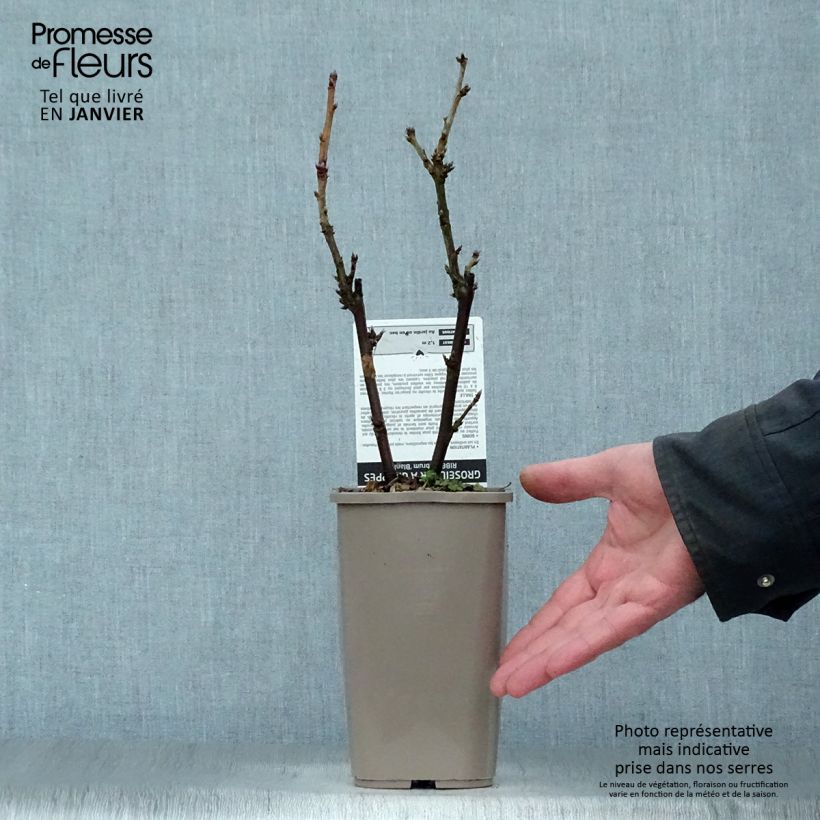 Exemplar von Weiße Johannisbeere Blanka Topf mit 1L/1,5L, Strauch wie im Winter geliefert