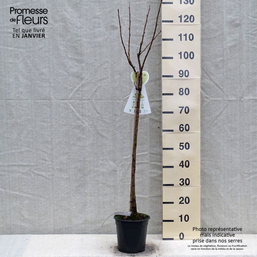 Exemplar von Rote Johannisbeere Werdavia Topf mit 2L/3L, Halbstamm wie im Winter geliefert