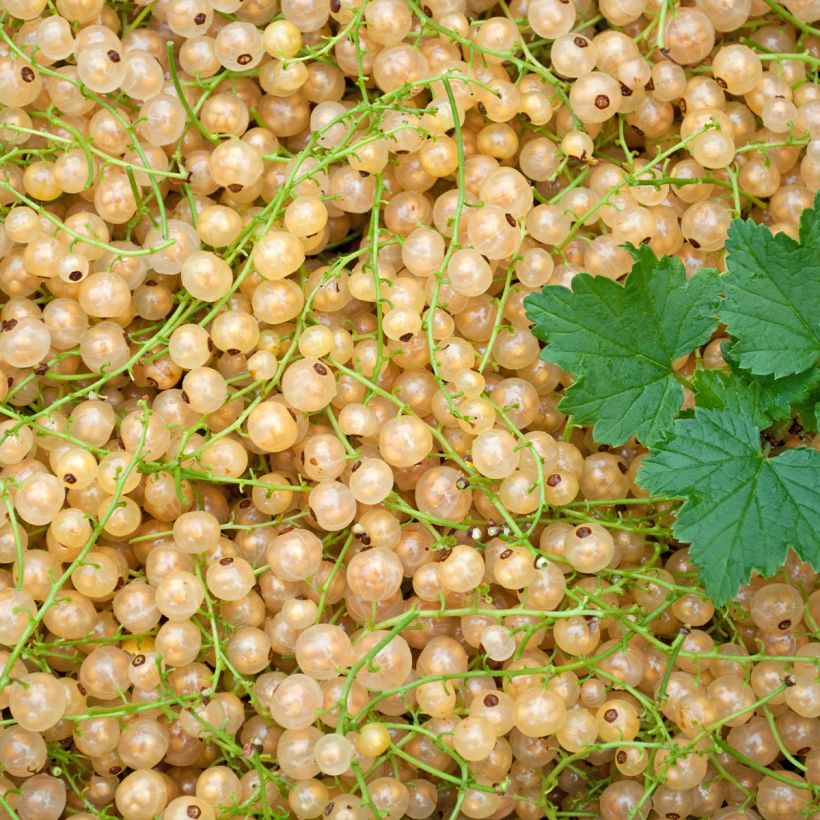 Rote Johannisbeere Werdavia (Harvest)