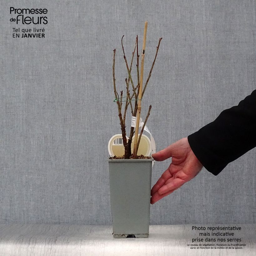 Exemplar von Rote Johannisbeere Witte Parel Topf mit 1,5L/2L, Strauch wie im Winter geliefert