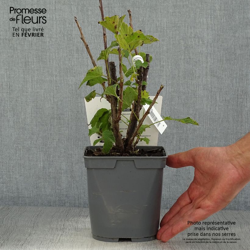 Example of Rote Johannisbeere Delbard Giganta Bosron Topf mit 2L/3L as you get in automne