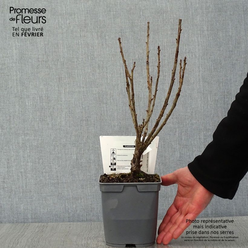 Exemplar von Rote Johannisbeere Delbard Giganta Bosron Topf mit 2L/3L wie im Winter geliefert