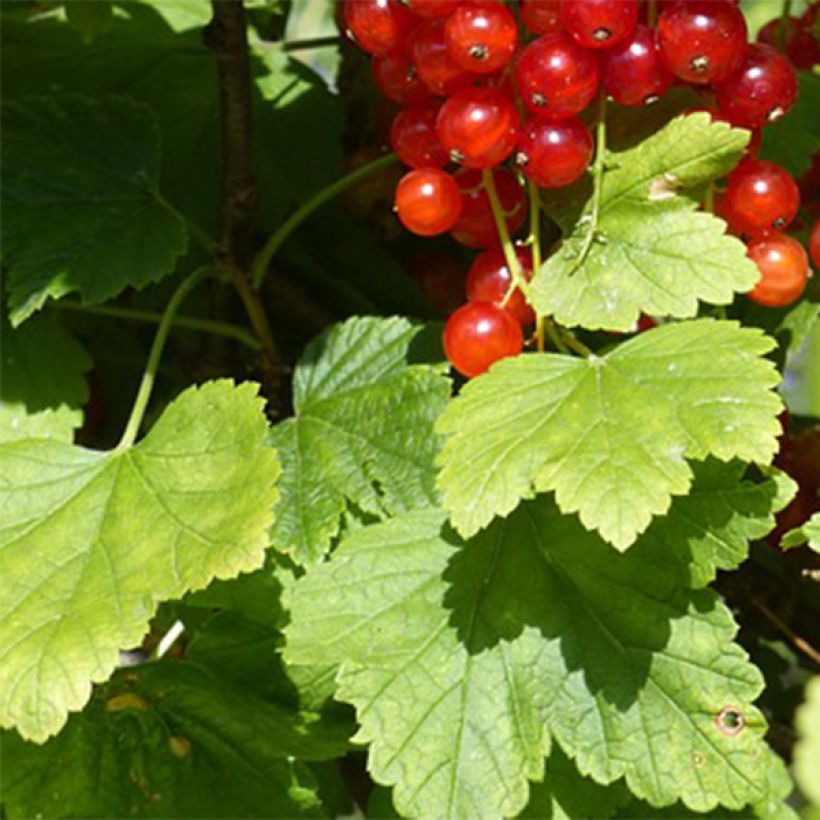 Rote Johannisbeere Junifer (Foliage)