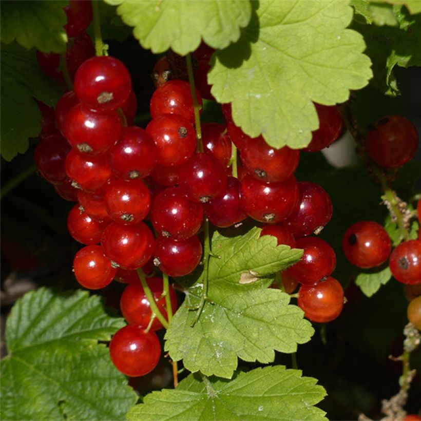 Rote Johannisbeere Junifer (Harvest)